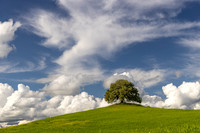 Lone Oak Tree on Tuscan Hilltop 472