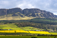 Binevenagh Mountain Rape Seed Field 456