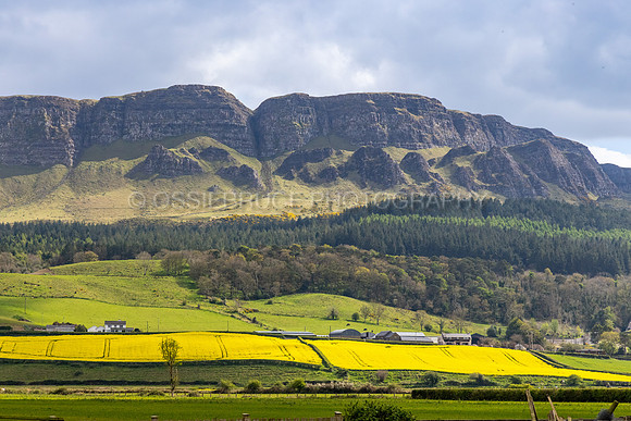 Binevenagh Mountain Rape Seed Field 456