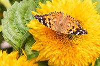 Painted Lady Butterfly on Teddy Bear Sunflower 510
