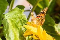 Painted Lady Butterfly on Sunflower 509