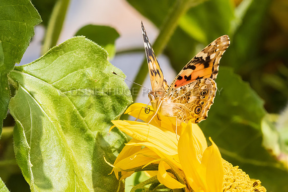 Painted Lady Butterfly on Sunflower 509