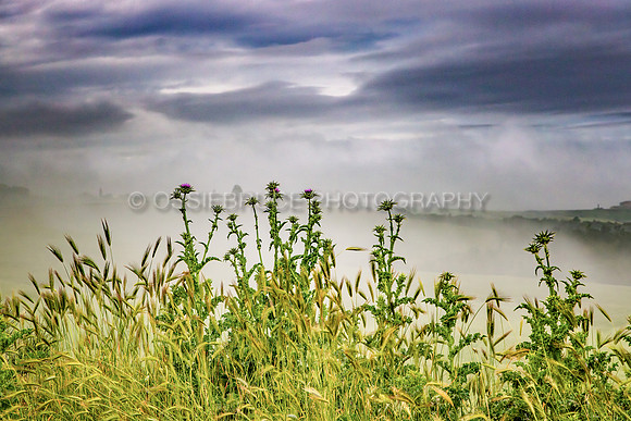 Thistles in the Tuscan Mist 475