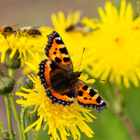 Small Tortoiseshell Butterfly on Sow Thistle 486