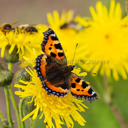 Small Tortoiseshell Butterfly on Sow Thistle 486
