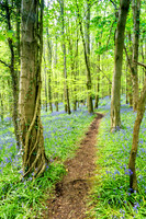 Path through Bluebell Wood 494