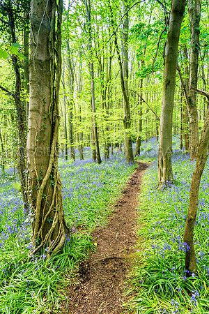 Path through Bluebell Wood 494
