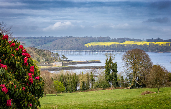 Strangford Lough Rape Seed Field 488