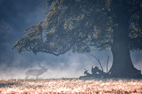 Stag Roars Gosford Forest Park 518
