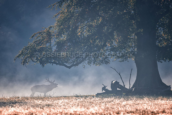 Stag Roars Gosford Forest Park 518
