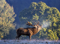 Gosford Stag Roar 505