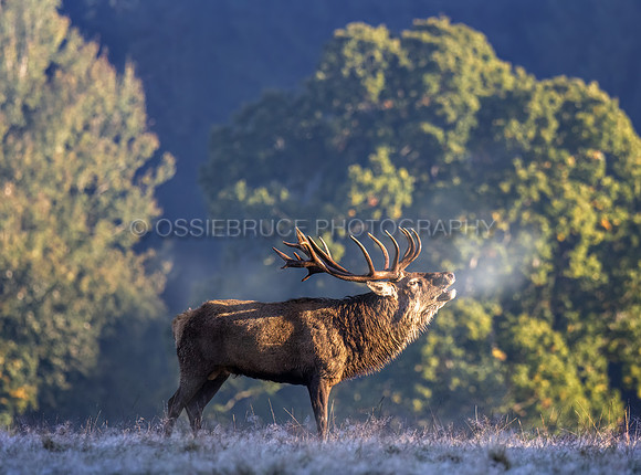 Gosford Stag Roar 505