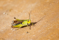 Grasshopper 483