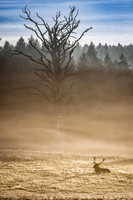 Peace Reigns Gosford Forest Park 511
