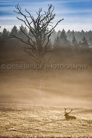 Peace Reigns Gosford Forest Park 511
