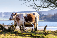 Irish Moiled Cattle Strangford Lough 528