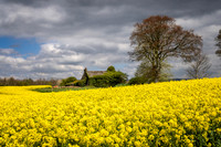 Abandoned Cottage Rape Seed Field 455