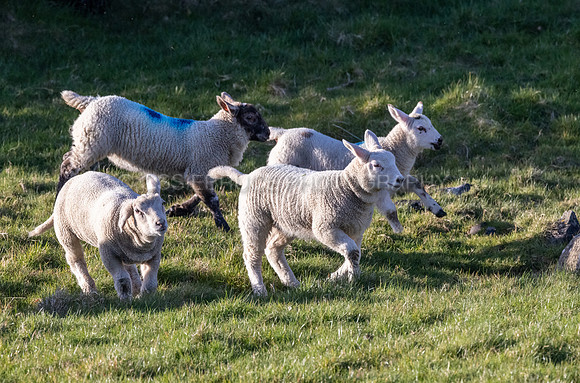 Spring Lambs 517